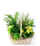 A Seasonal Dish Garden With Woven Basket Bouquet