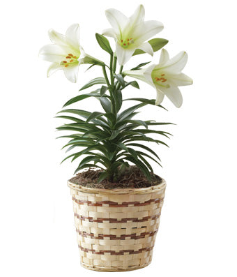 White Lily Plant